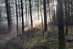 Nebel